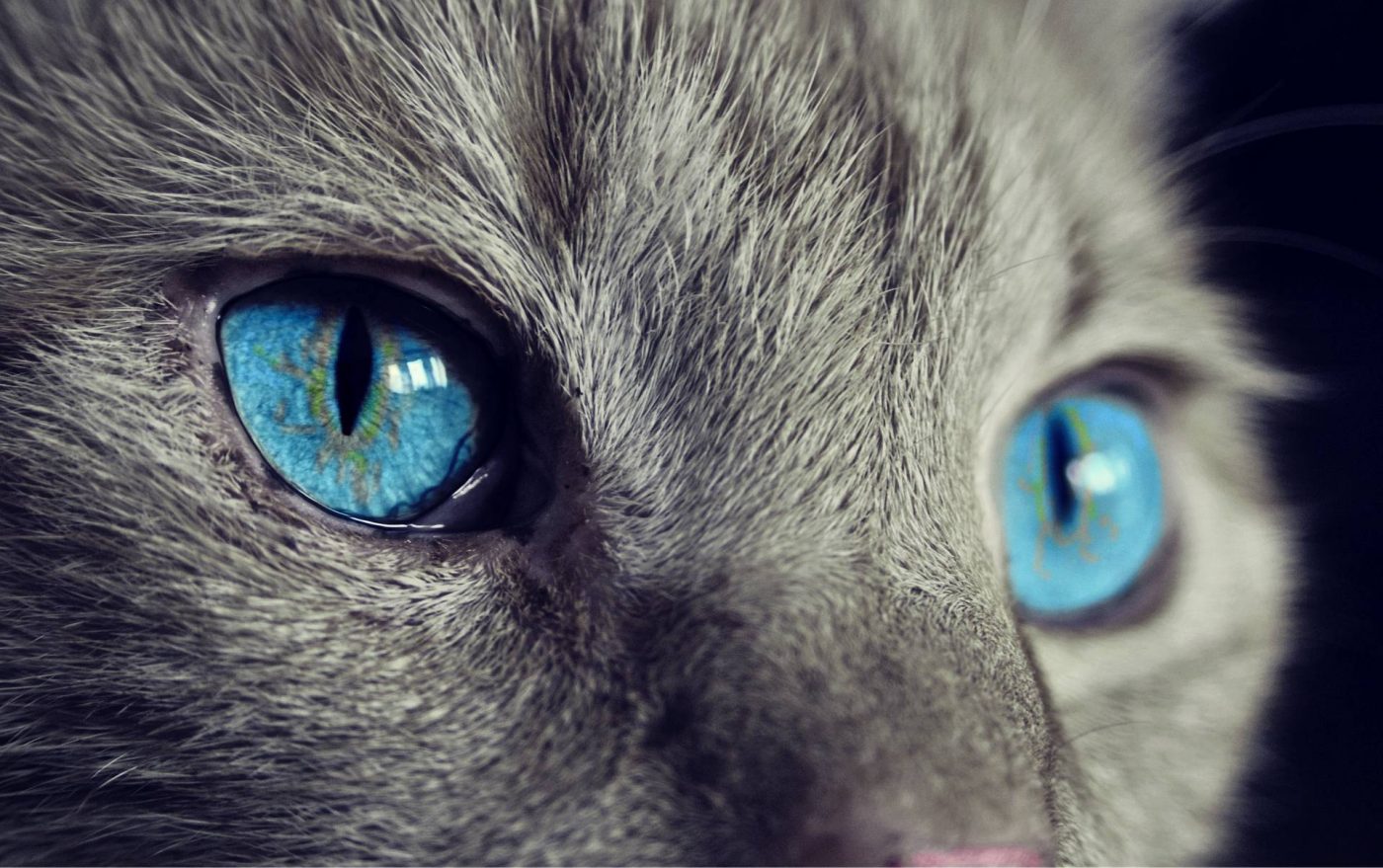 Katzen schützen dich und dein Zuhause vor Geistern und negativen Einflüssen
