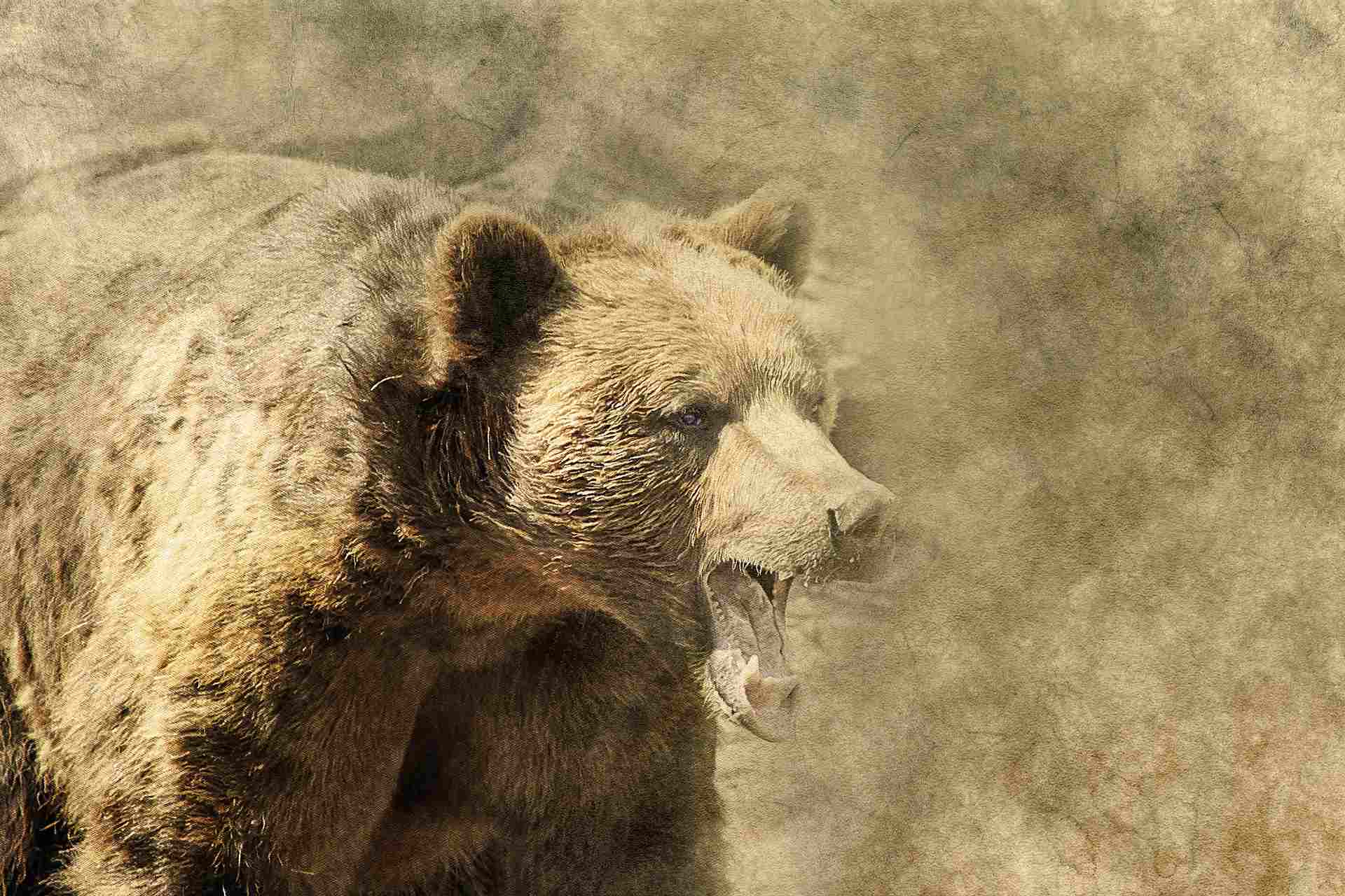 Krafttier Bär – Symbolik und Bedeutung