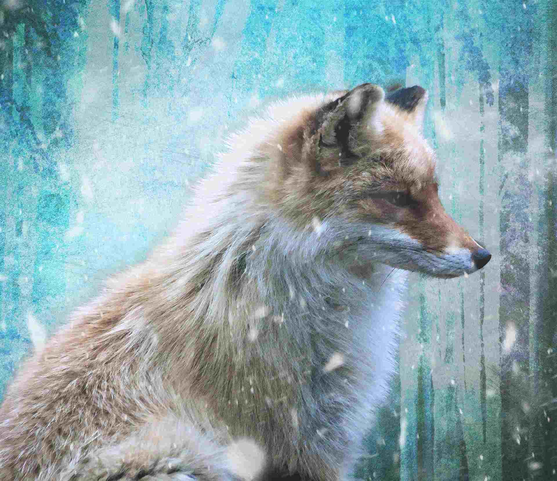 Krafttier Fuchs – Symbolik und Bedeutung