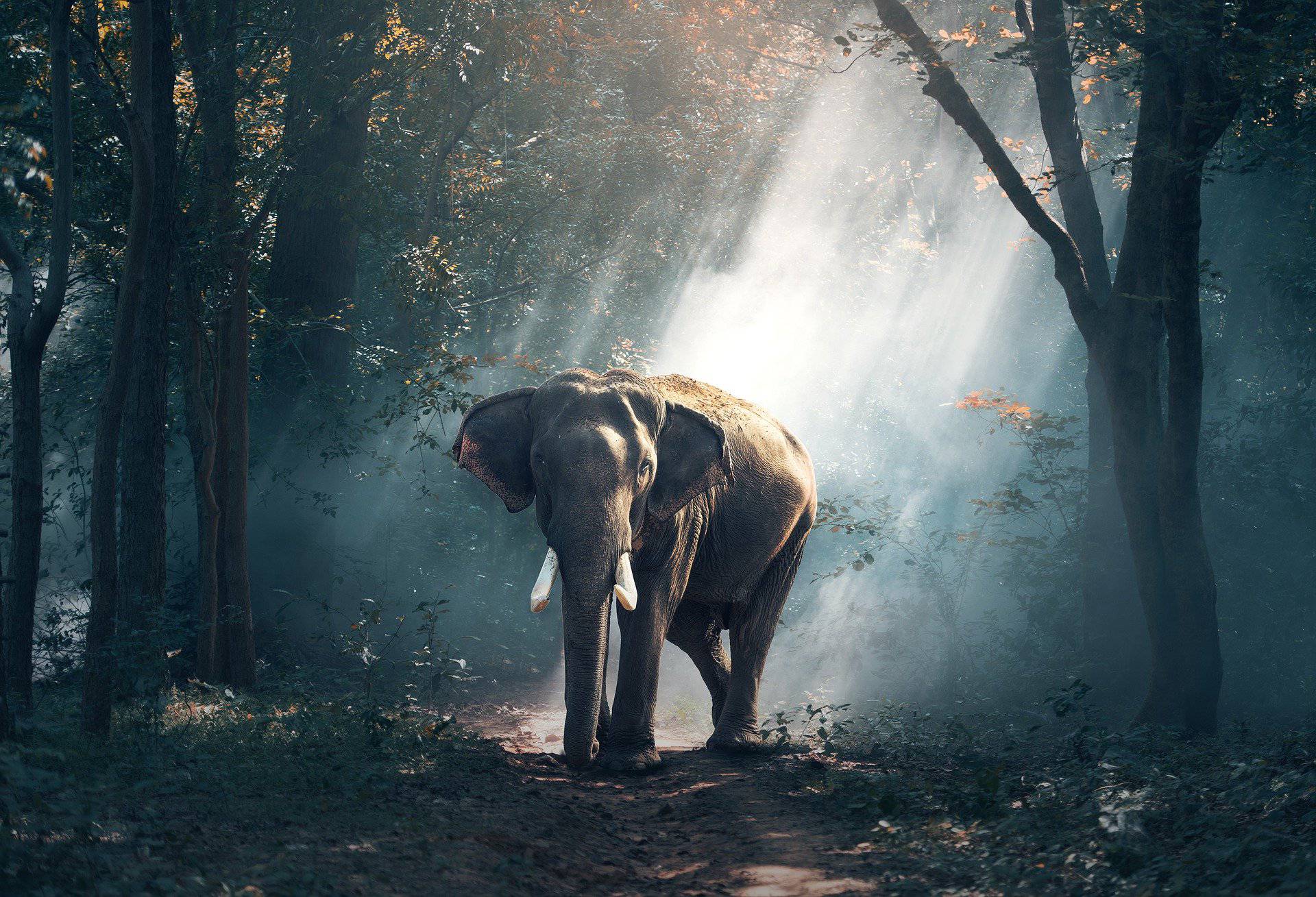 Krafttier Elefant – Symbolik und Bedeutung