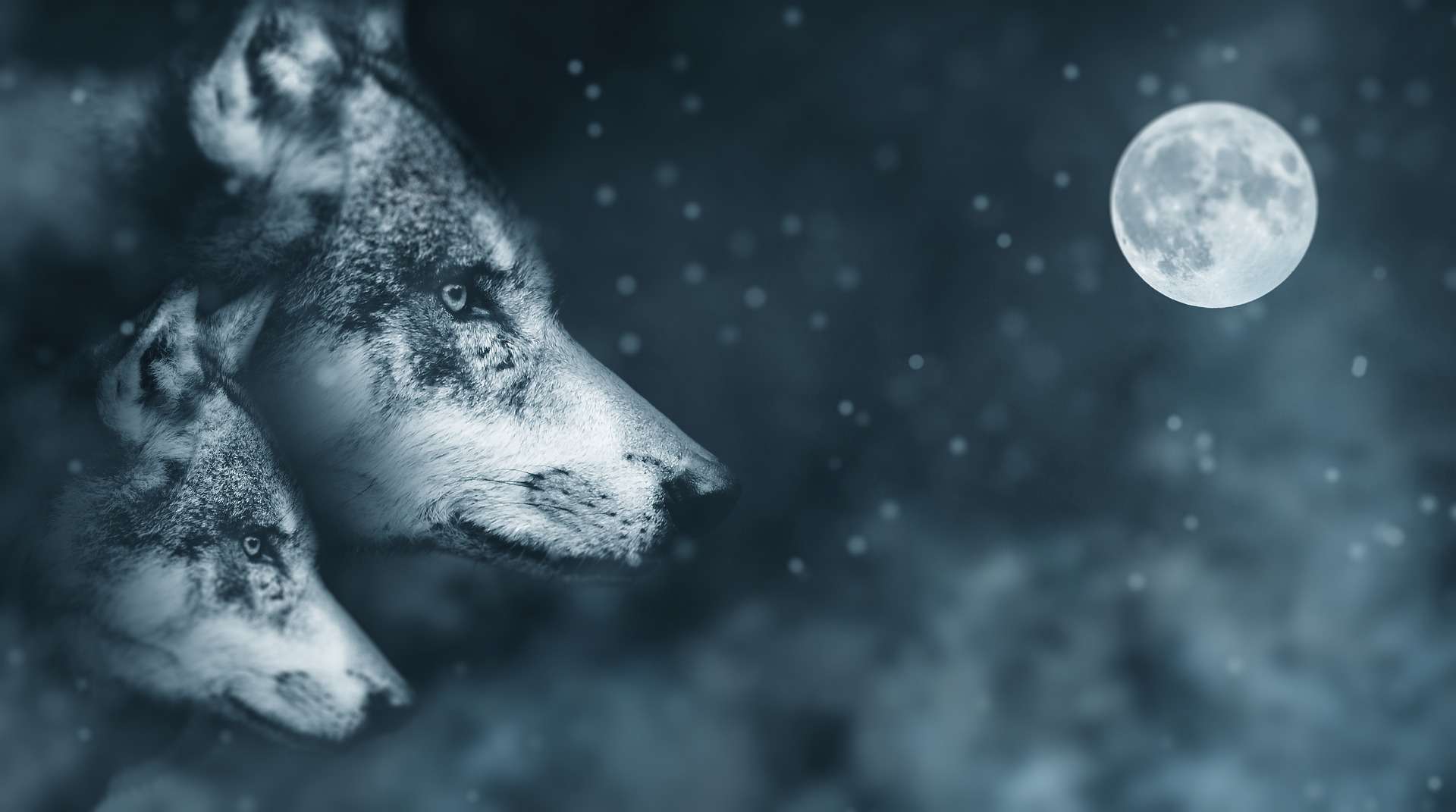 Krafttier Wolf – Symbolik und Bedeutung