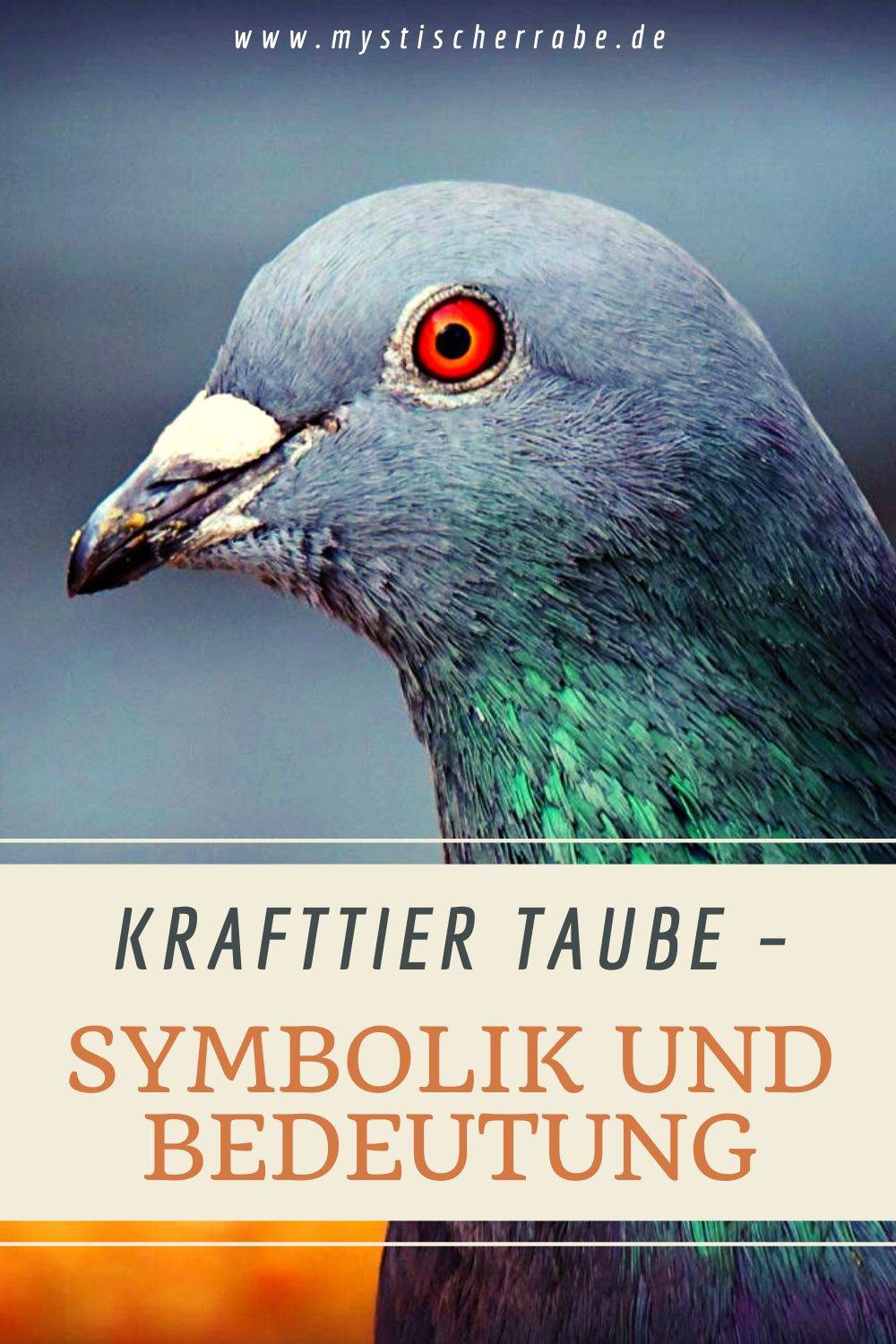 Krafttier Taube Symbolik Und Bedeutung