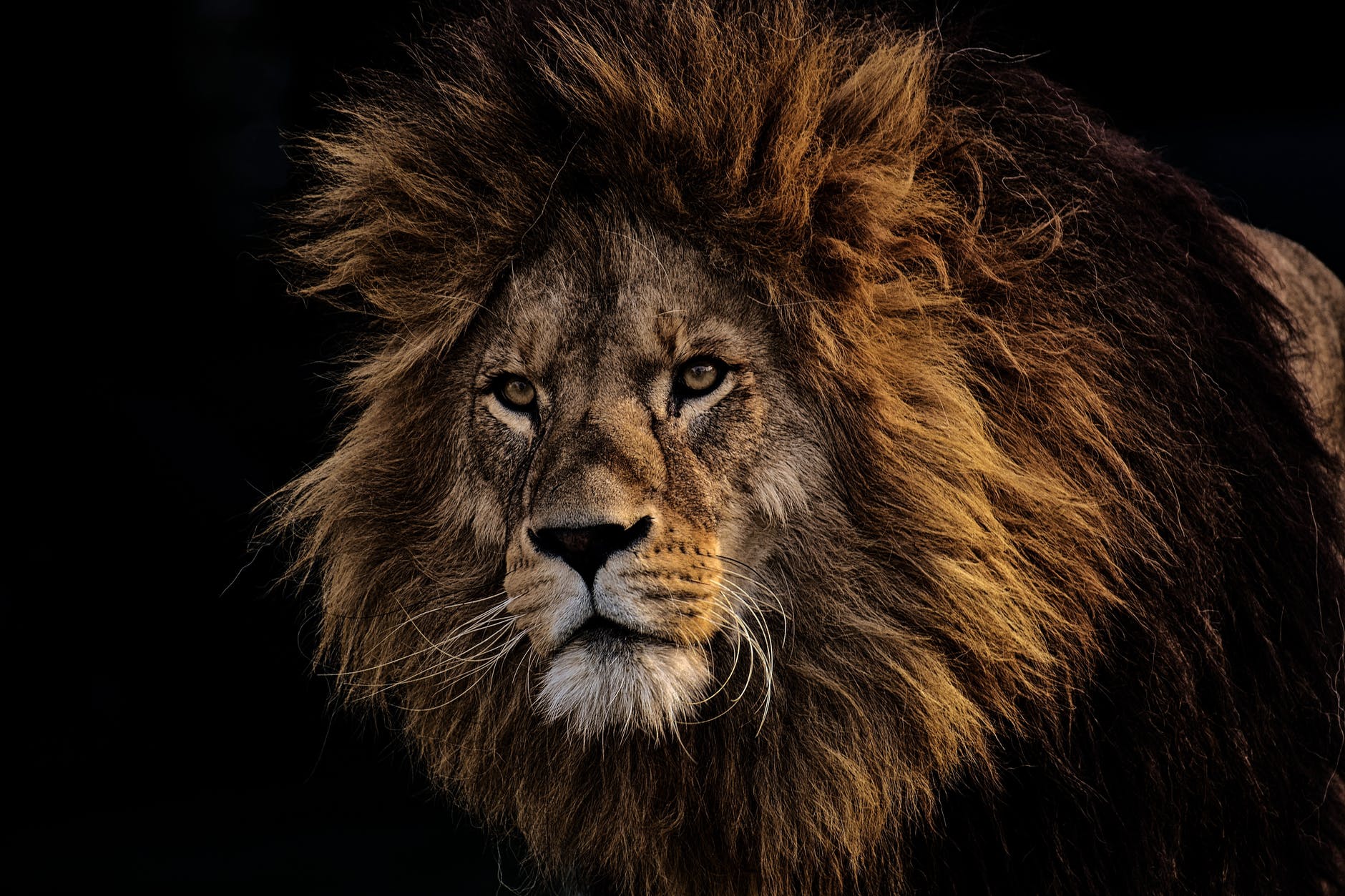 10 Charakterzüge des Löwen, das Zeichen des ungezähmten Feuers