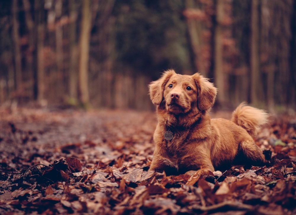 Die magische Wirkungskraft von Hunden und wie sie unsere geistige Gesundheit verbessern kann