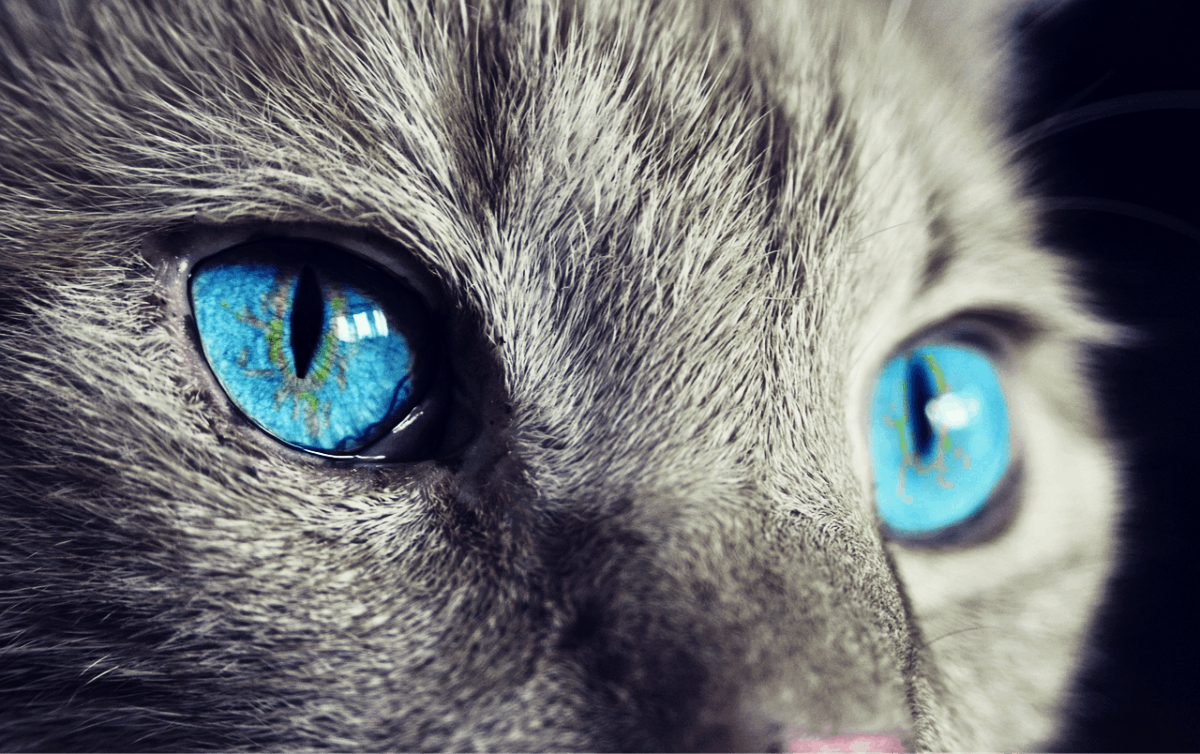 Was sagt das Sternzeichen Ihrer Katze über ihre Persönlichkeit