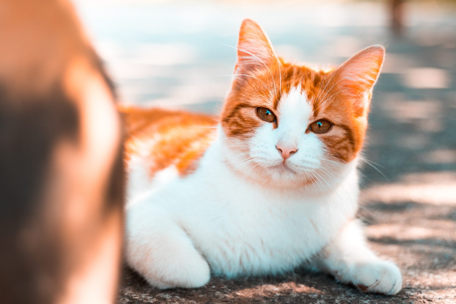 Produktbild von So Bringen Sie Ihre Katze Dazu, Mehr Zu Trinken