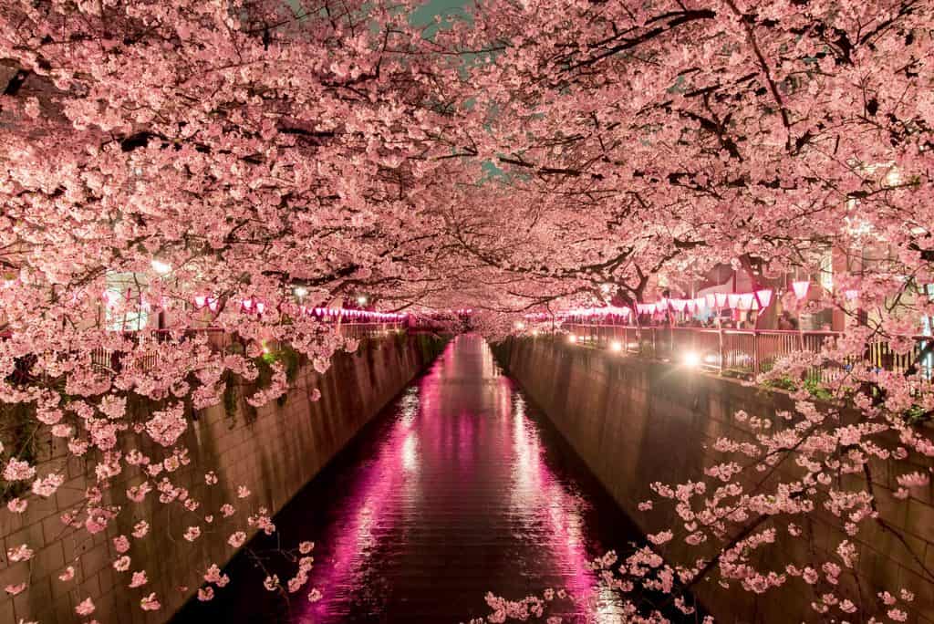 Bedeutung und Symbolik der Kirschblüten: Die rosa Sakura Blüte