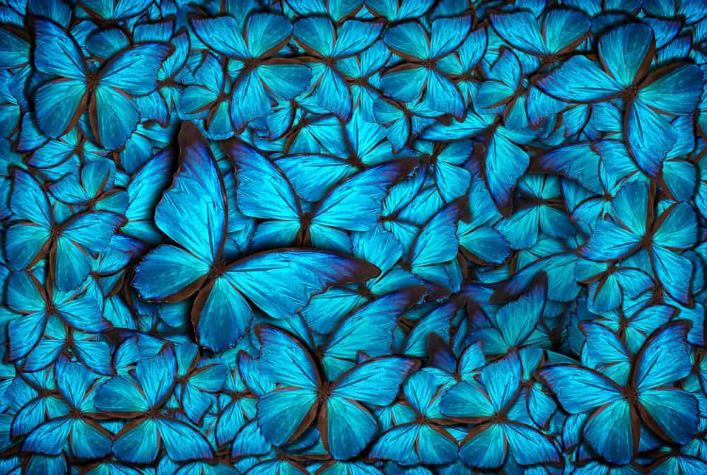 Die Bedeutung vom blauen Schmetterling – was signalisiert er?