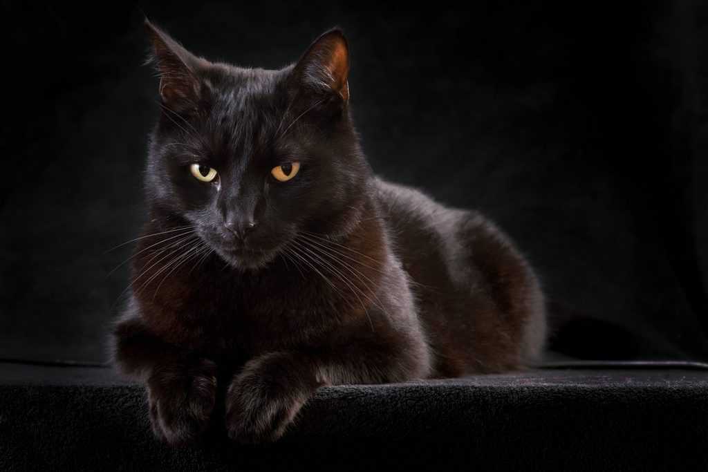 Können Katzen Geister sehen: Die ungesagte Wahrheit