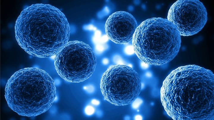 Morphogenetisches Feld: Der unsichtbare Entwurf für das Leben