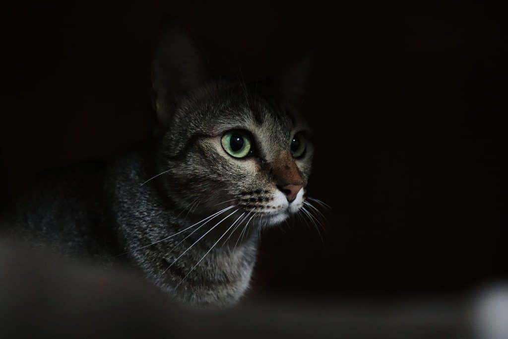 Können Katzen Geister sehen Die ungesagte Wahrheit