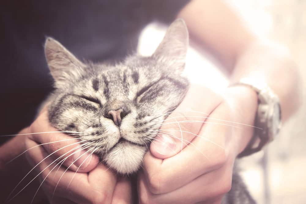 10 Zeichen, dass Ihre Katze Sie liebt!