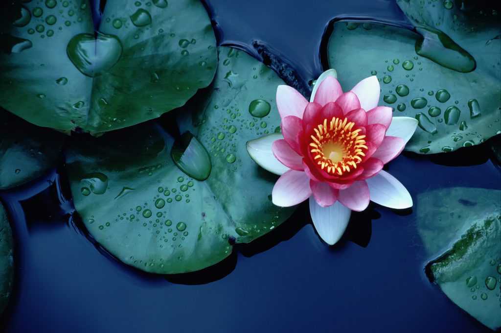Lotusblüte Bedeutung: Die Blüte, die jenseits aller Unreinheit wächst