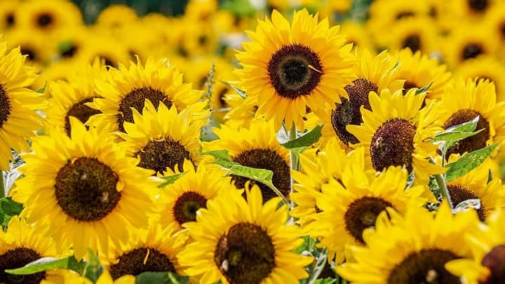 Die magische Sonnenblume: ihre Symbolik, Rituale und Mythologie