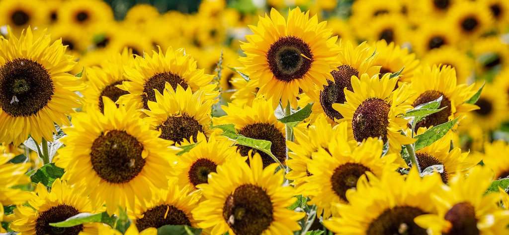 Die magische Sonnenblume: ihre Symbolik, Rituale und Mythologie