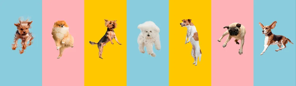 Nicht jeder kommt mit ihnen klar: Diese Hunde sind zu schlau für passive Besitzer