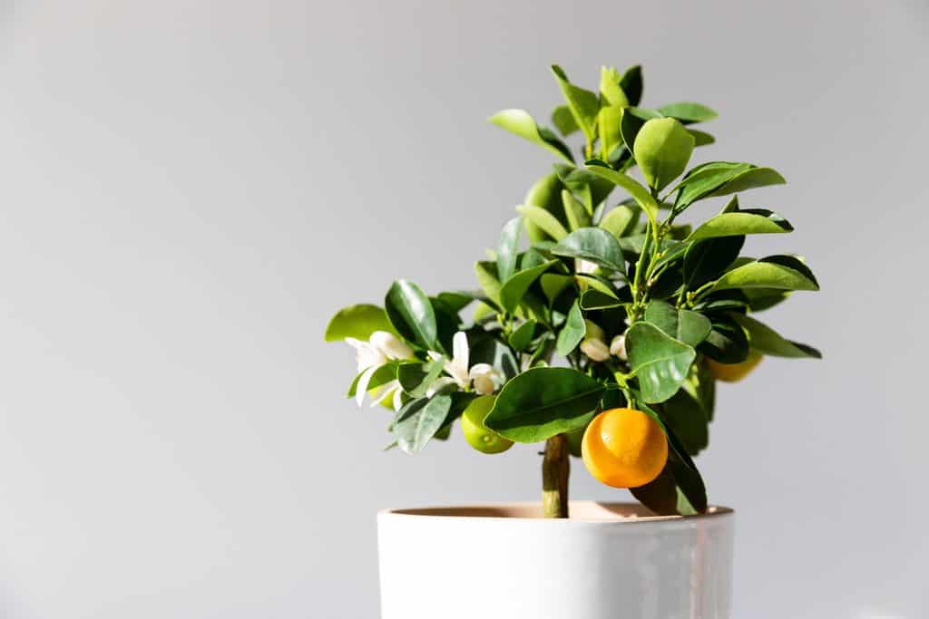 Wie man eine Zitrone in einen Blumentopf pflanzt – Duftende Idee!