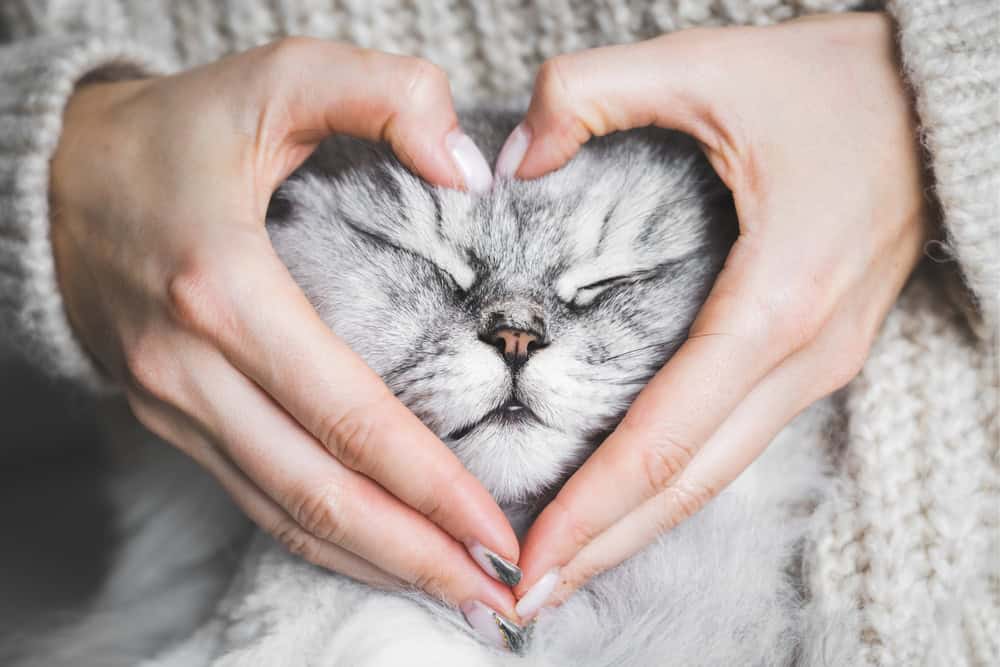 10 Zeichen, dass Deine Katze Dich liebt!