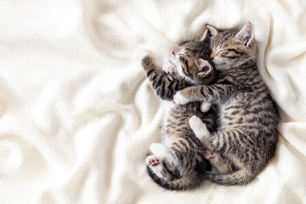 Traumdeutung Katzenbabys – Was bedeutet es wenn man von Katzenbabys träumt?