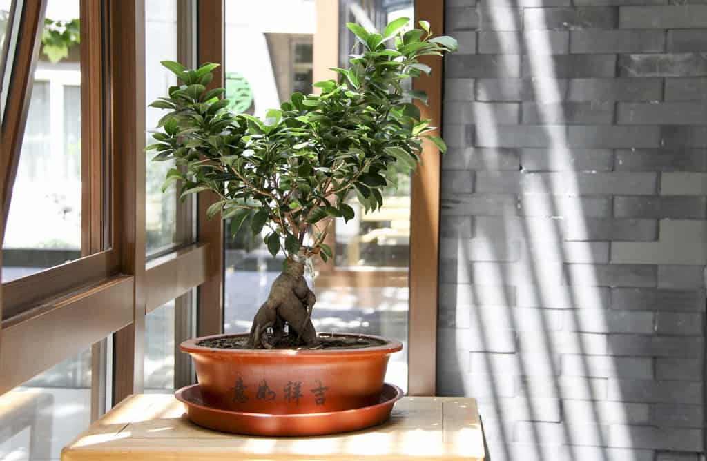 Diese 13 Bonsai-Arten sind perfekt für Anfänger – und Profis lieben sie auch