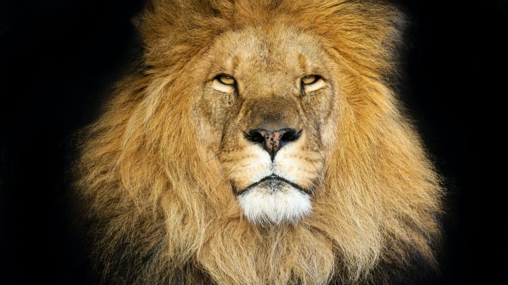Warum Löwen so unwiderstehlich sind