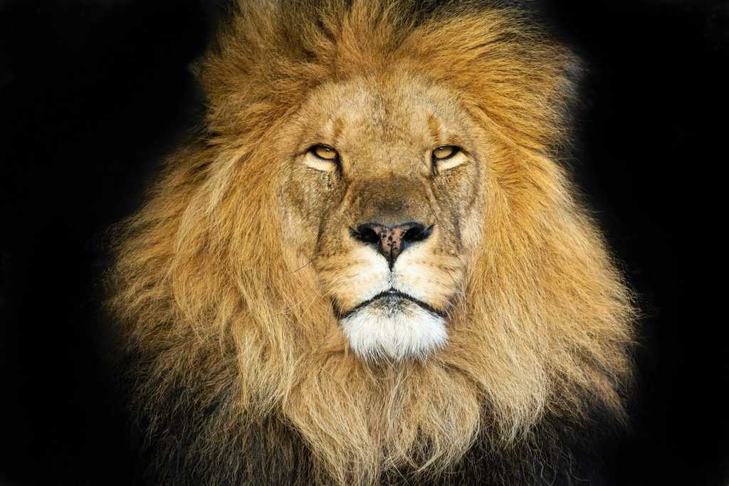 Warum Löwen so unwiderstehlich sind