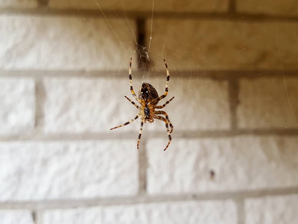 Darum sind so viele Spinnen in deinem Haus!