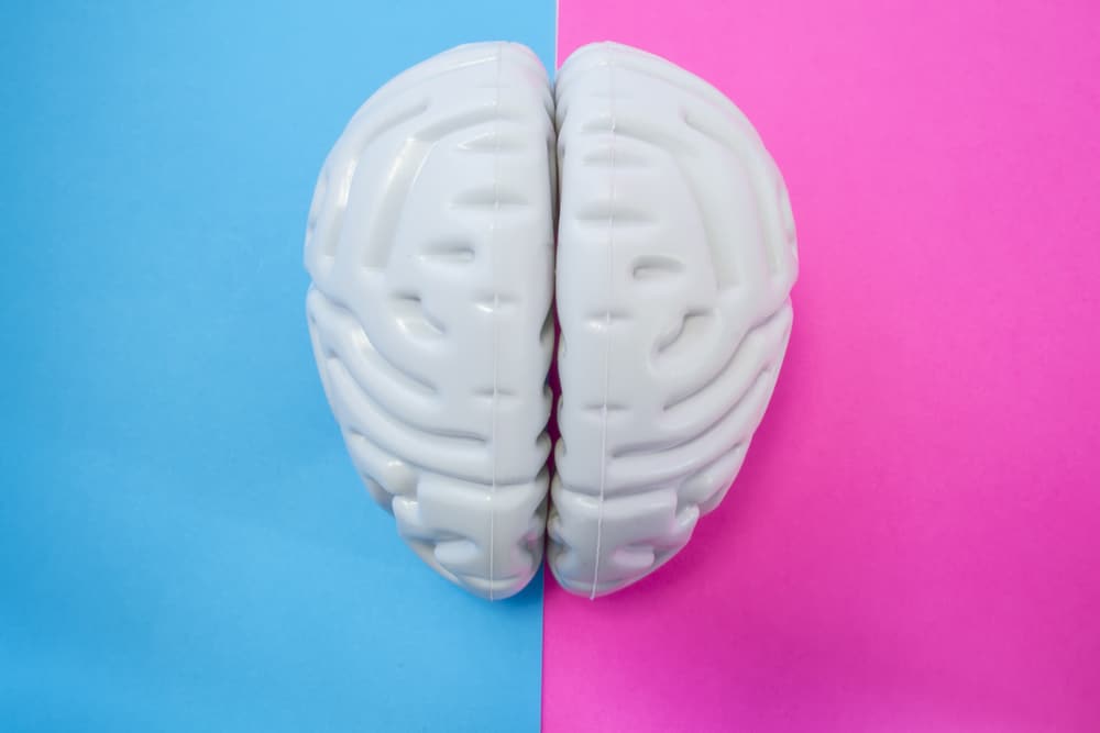 14 Interessante Unterschiede zwischen männlichen und weiblichen Gehirnen