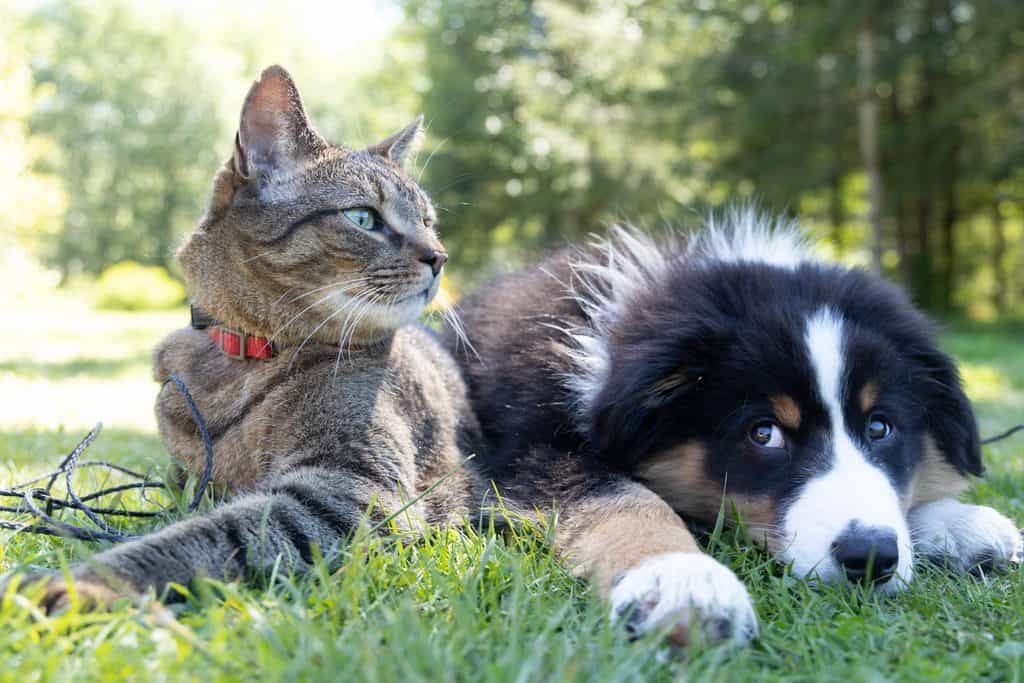 17 hilfreiche Lektionen, die Sie von Ihrem Haustier lernen können