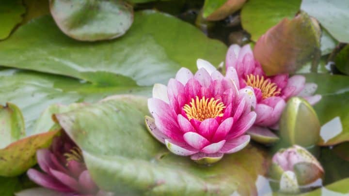 Die geheime Macht der Lotusblume