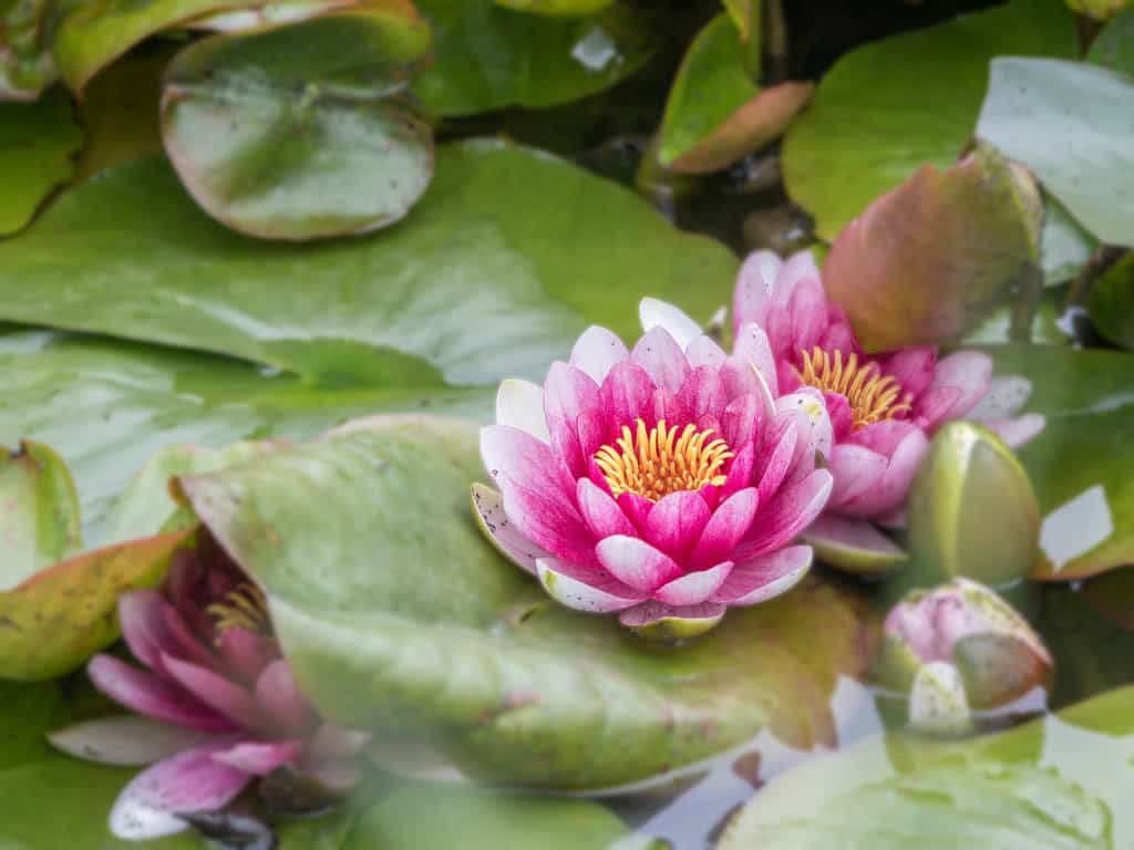 Die geheime Macht der Lotusblume