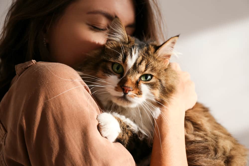Eine Katze zu besitzen, kann Sie tatsächlich heilen, so zeigt die Forschung
