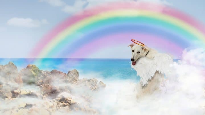 Regenbogenbrücke: Was bedeutet das, wenn unsere Haustiere sterben?