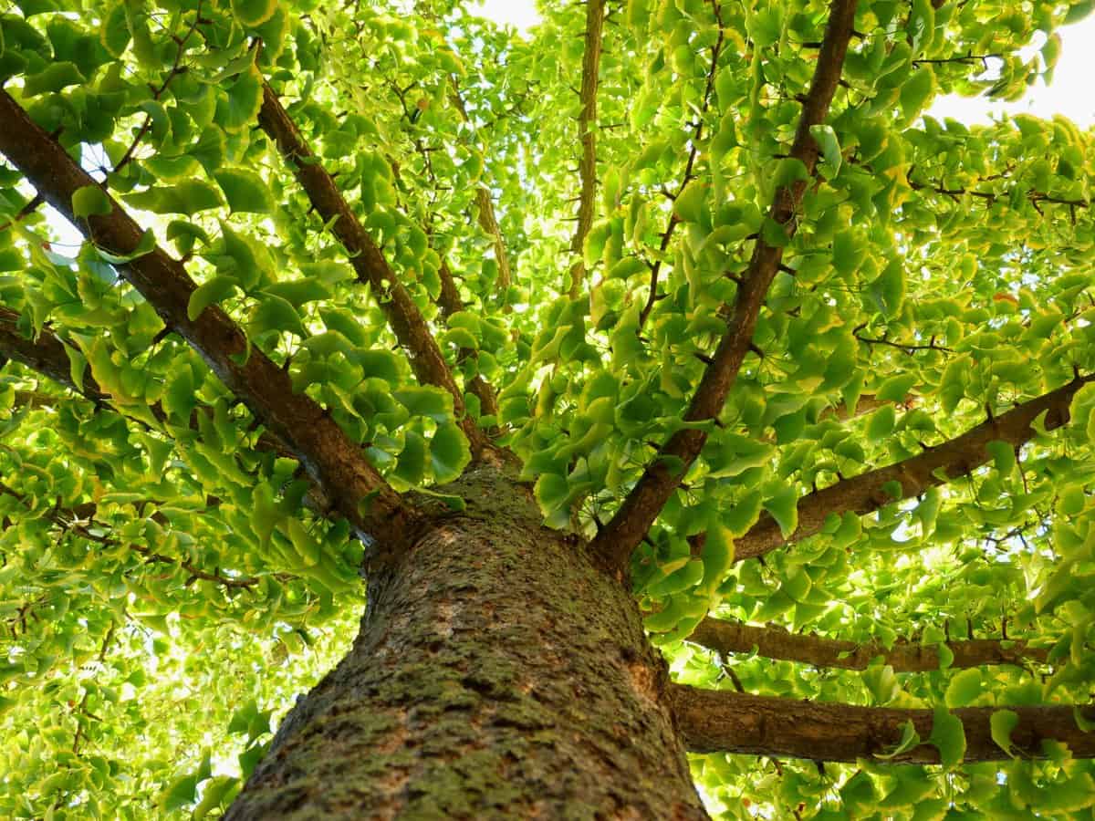 Ginkgo Baum: Bedeutung und Symbolik