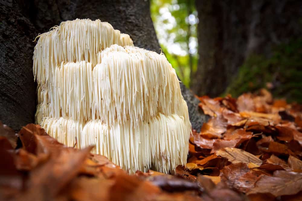 Igelstachelbart: Erfahren Sie alles über diesen interessanten Pilz