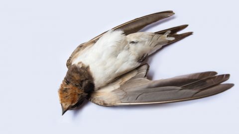 Toter Vogel Was bedeutet es, wenn man einen toten Vogel sieht