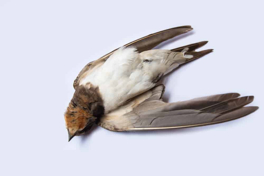 Toter Vogel – Was bedeutet es, wenn man einen toten Vogel sieht
