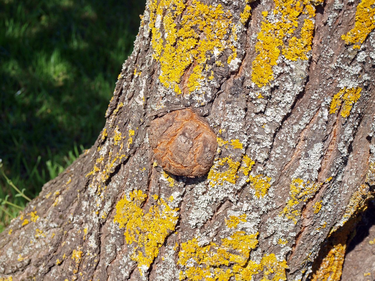 Baumperlen Das holzige Stück von Heilkraft und Glück