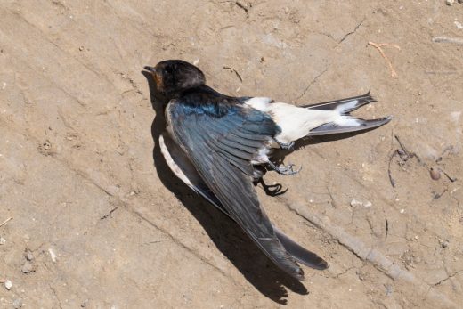 Woran Erkennt Man Das Ein Vogel Stirbt Toter Vogel - Was bedeutet es, wenn man einen toten Vogel sieht