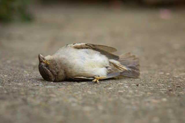 Toter Vogel, Bedeutung - Die Geschichte über tote Vogeln