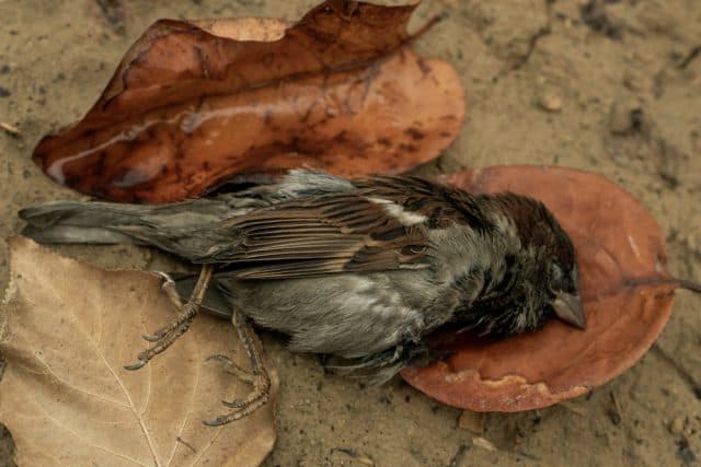 Toter Vogel, Bedeutung - Es ist eine Warnung