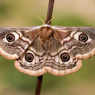 Krafttier Motte: Symbolik und Bedeutung