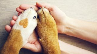 7 Wege, wie man den Verlust eines Haustieres verarbeiten kann