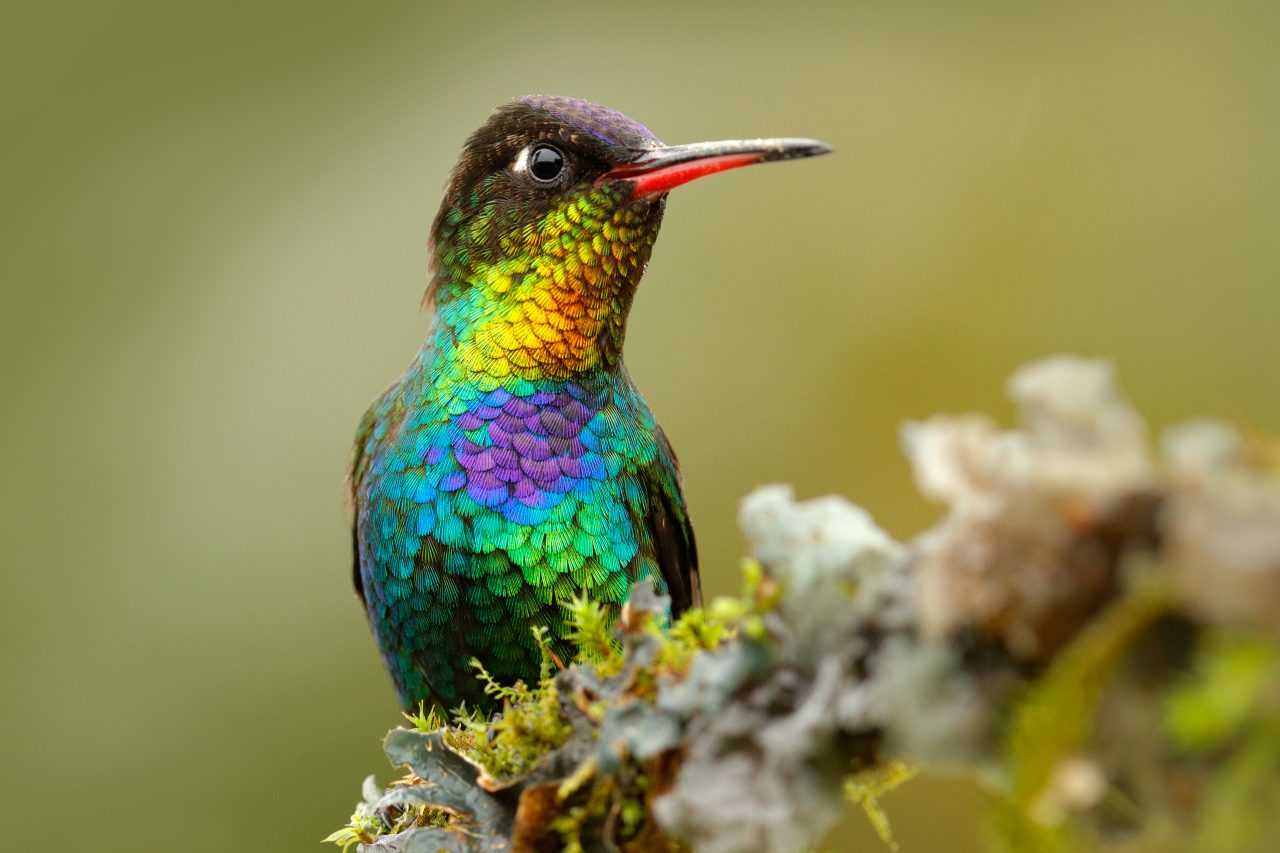 hummingbird-animal-nature