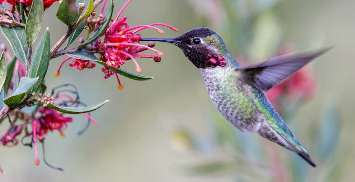 Krafttier Kolibri: Symbolik und Bedeutung