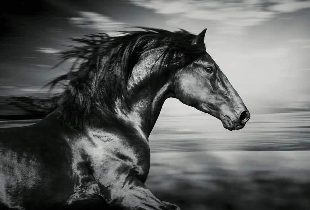 Traumdeutung Pferd: Eine Sehnsucht nach Freiheit