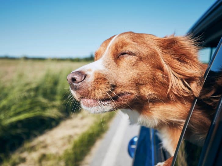 Welchen Hund solltest du nach deinem Sternzeichen auswählen?