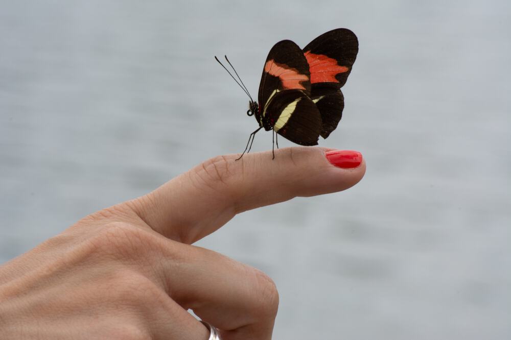 7 Bedeutungen davon, wenn ein Schmetterling auf dich landet
