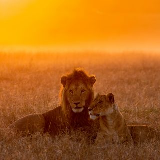 15 Anzeichen daf&uuml;r, dass L&ouml;we in dich verliebt ist