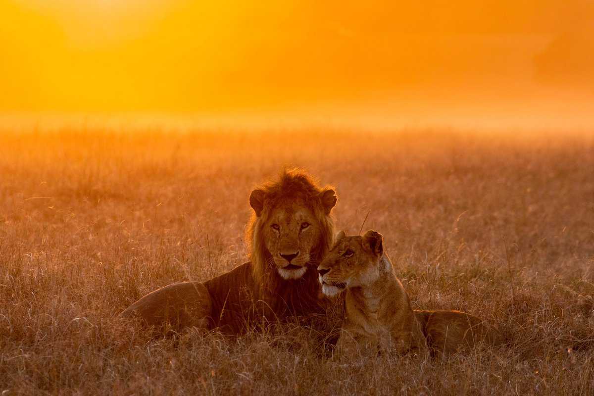 15 Anzeichen dafür, dass Löwe in dich verliebt ist